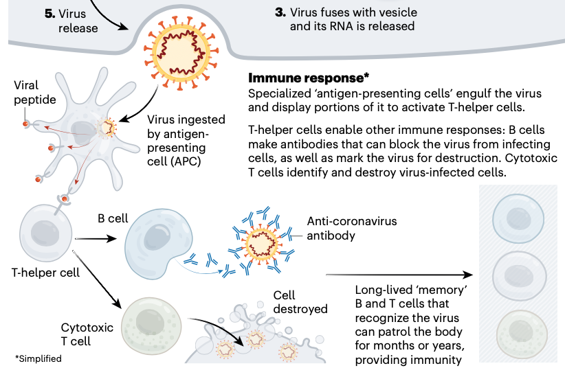 Coronavirus: La carrera por la vacuna…